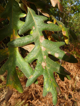 Grandes (allant jusqu'à 20 cm) feuilles alternes très découpées, pétiolées et très pubescentes sur les 2 côtés; elles sont marcessentes. Agrandir dans une nouvelle fenêtre ou onglet)